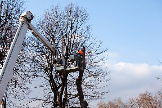 Best Hedge Trimming  in Hart, TX